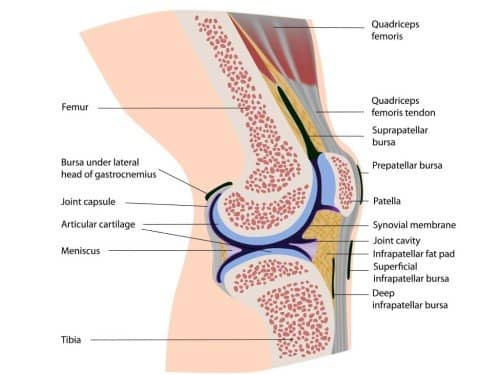 knee oa 1_5--x375 Knee joint